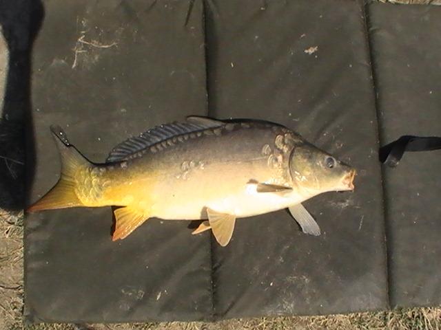 pestiiiiiiiiiiii - pic3803.JPG